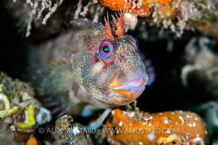 Tompot Blenny, UK