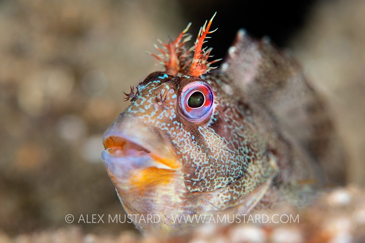 Tompot Blenny Face Portrait, UK