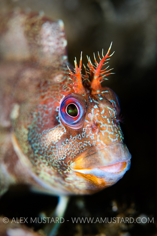 Tompot Blenny Face Portrait, UK