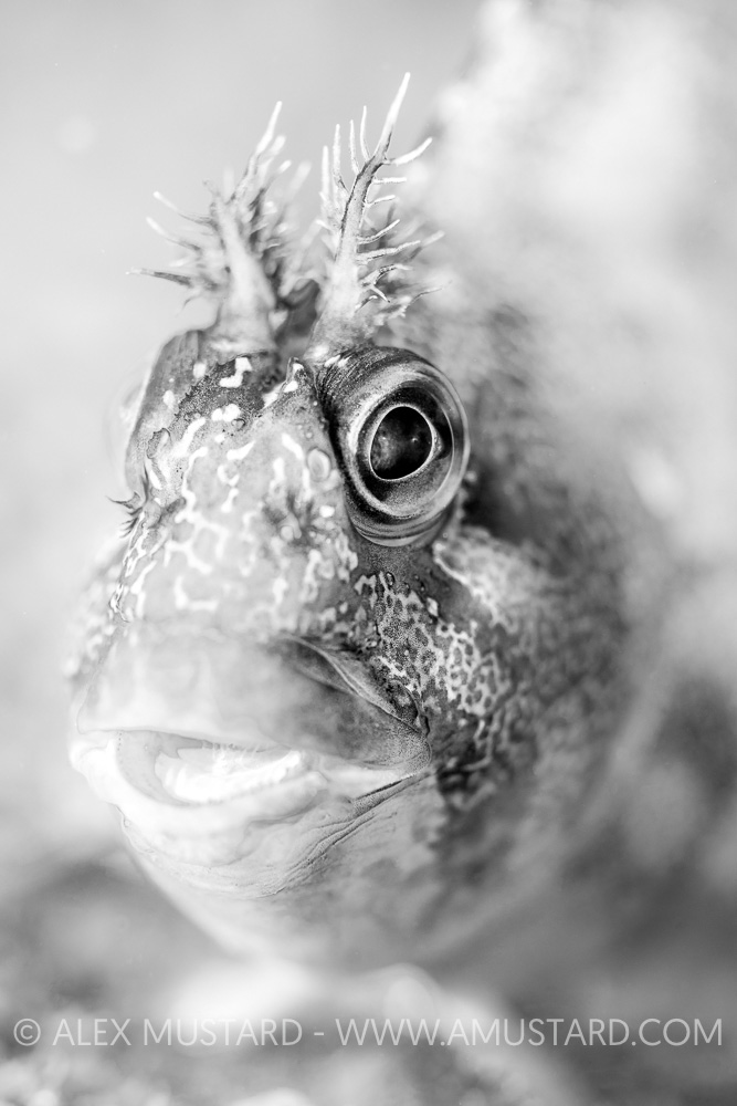 Tompot Blenny Face Portrait, UK