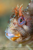 Tompot Blenny Face Portrait, UK