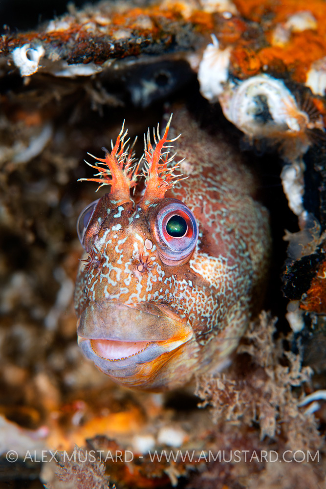 Tompot Blenny Face Portrait, UK