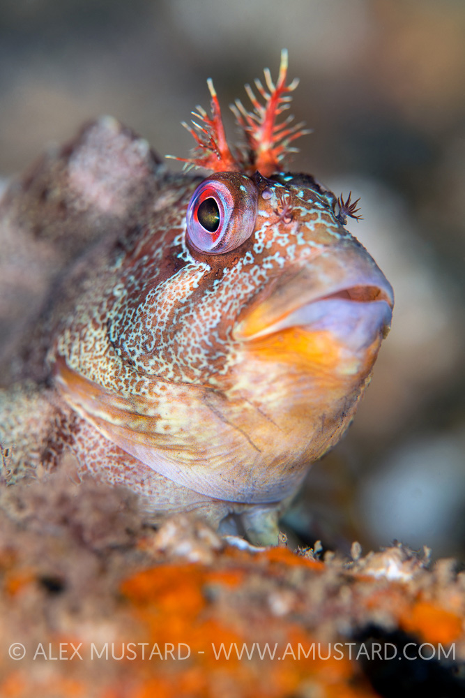 Tompot Blenny, UK