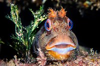 Tompot Blenny Face Portrait, UK
