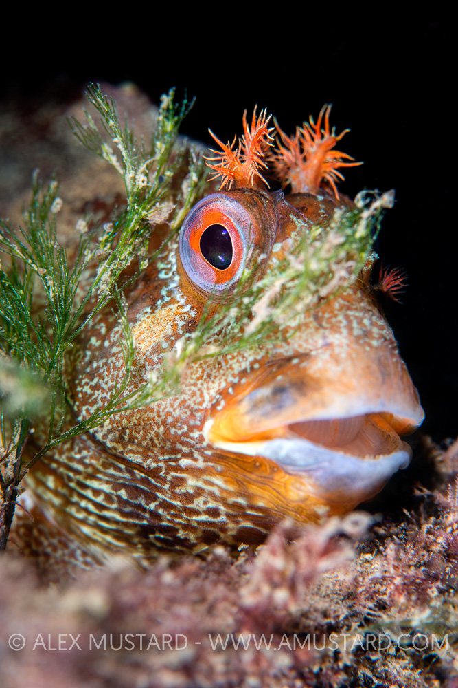 Tompot Blenny Face Portrait, UK