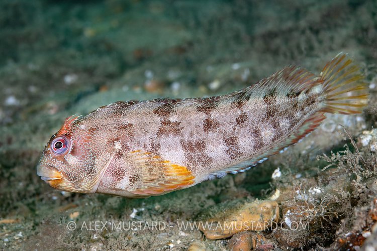 Tompot Blenny Swimming, UK
