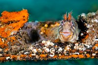 Tompot Blenny, UK