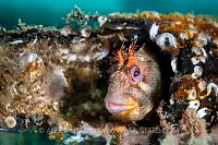 Tompot Blenny, UK
