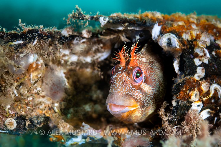 Tompot Blenny, UK