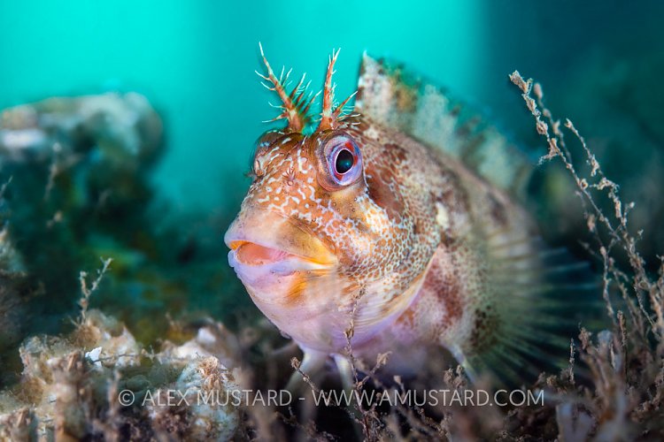 Tompot Blenny, UK