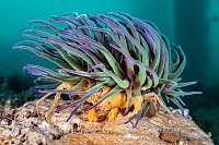 Leach's Spider Crab In Anemone. UK