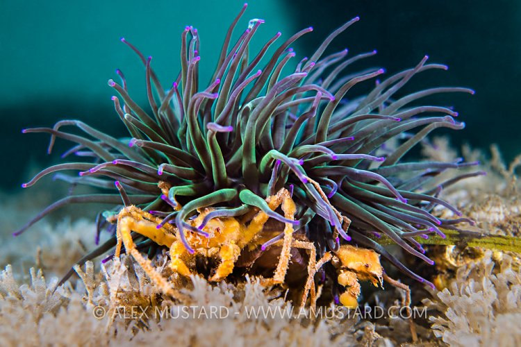 Pair Of Leach's Spider Crab In Anemone. UK