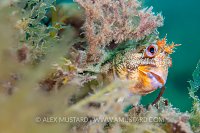 Tompot Blenny Hiding, UK