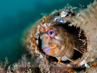 Tompot Blenny, UK