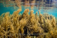 Wireweed Reflections, UK