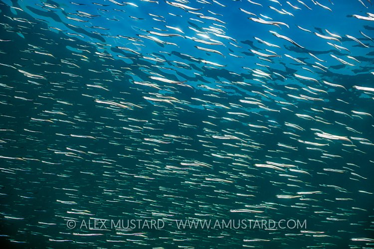 Sand Eel School, UK.