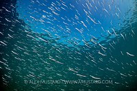 Sand Eel School, UK.