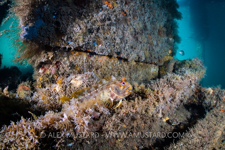 Tompot Blenny, UK