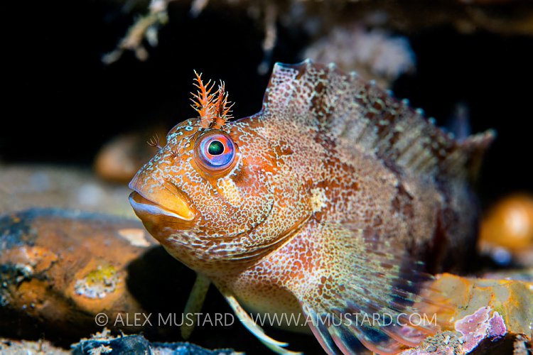Tompot Blenny, UK