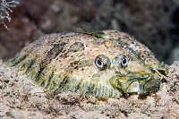 Topknot With Parasites, UK.