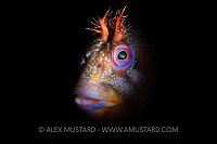 Tompot Blenny Portrait, UK