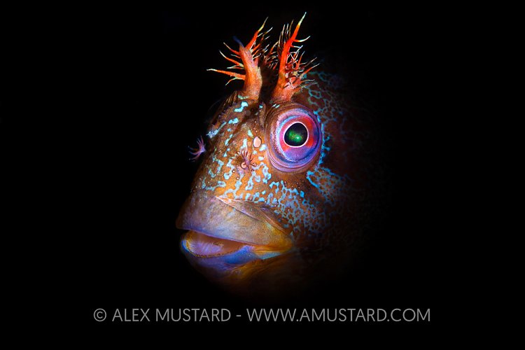 Tompot Blenny Portrait, UK