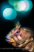 Tompot Blenny Double Exposure, UK