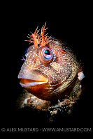 Tompot Blenny Portrait, UK