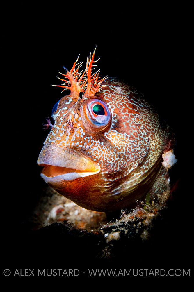 Tompot Blenny Portrait, UK