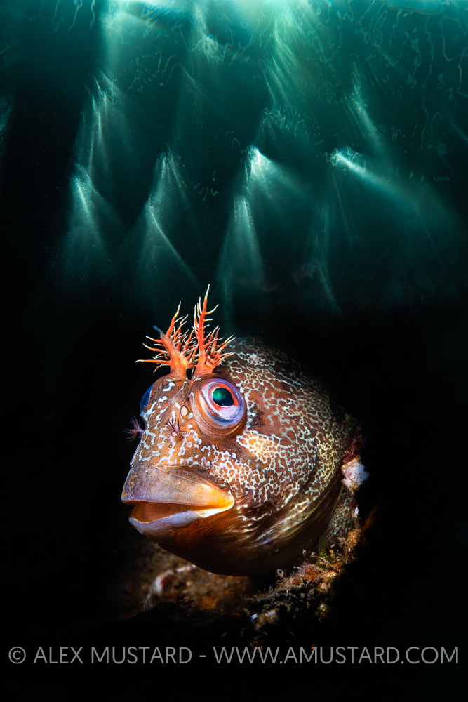 Tompot Blenny Double Exposure, UK