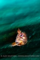 Tompot Blenny Portrait, UK