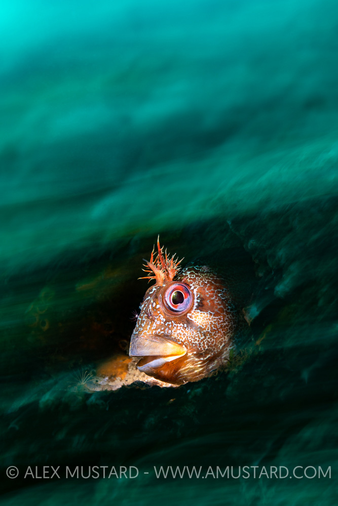 Tompot Blenny Portrait, UK