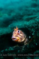 Tompot Blenny Portrait, UK