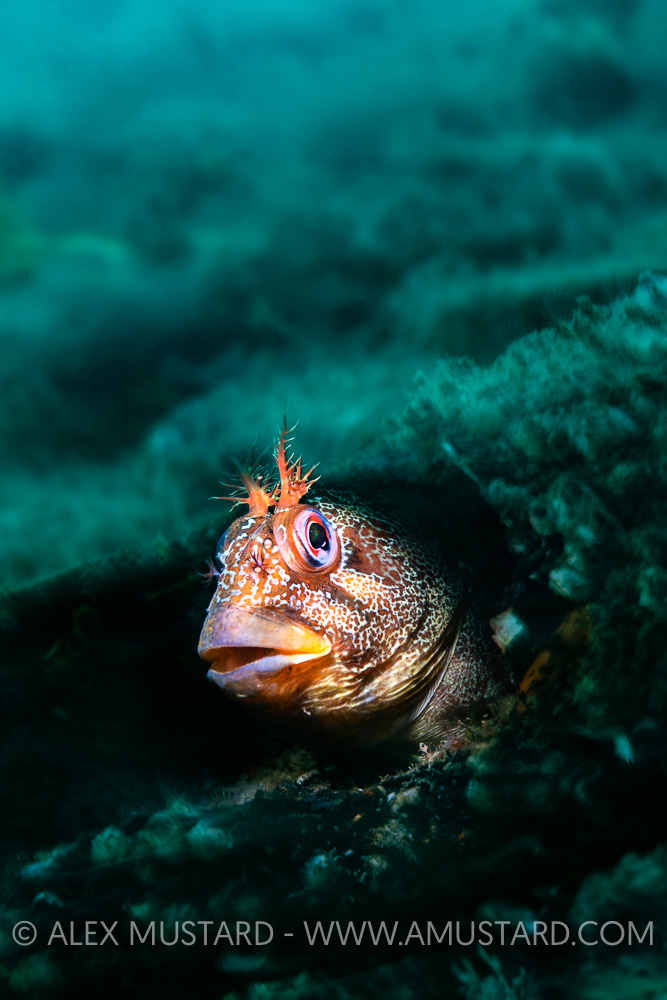 Tompot Blenny Portrait, UK