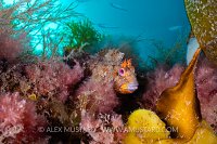 Tompot Blenny In Weeds, UK