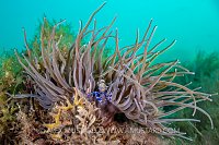 Snakelocks Anemone Shrimp, UK
