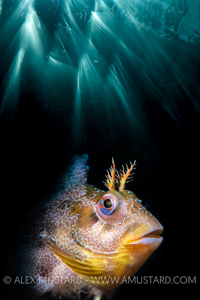 Tompot Blenny Double Exposure, UK