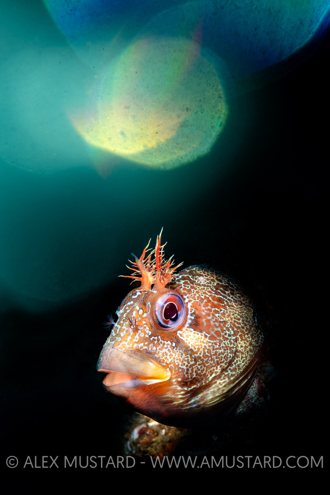 Tompot Blenny Double Exposure. UK