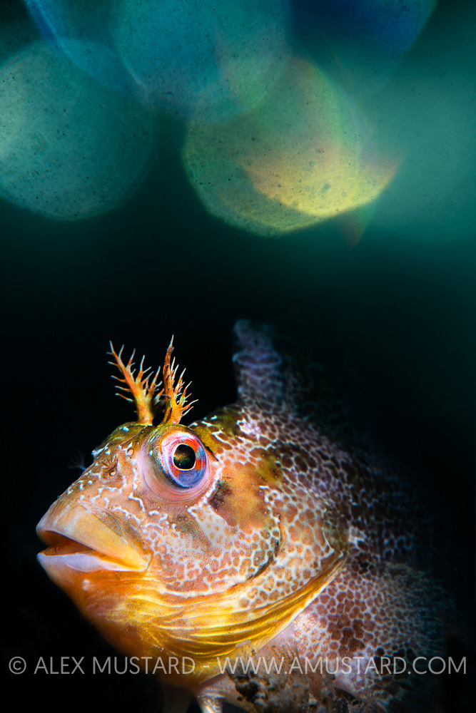 Tompot Blenny Double Exposure, UK