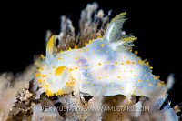 Nudibranch, UK