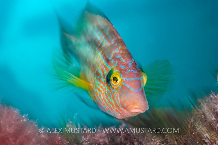 Corkwing Wrasse, UK