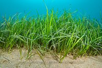 Seagrass Meadow, UK