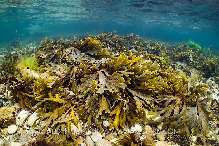 Seaweeds Submerged At High Tide, UK