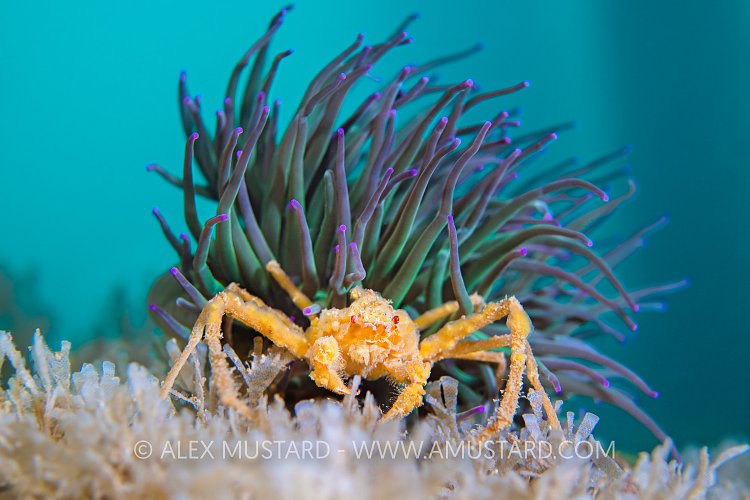 Spider Crab Under Anemone, UK