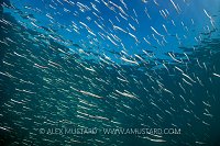 Schooling Sandeels, UK
