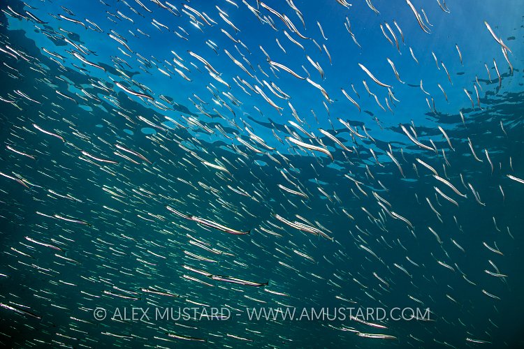 Schooling Sandeels, UK