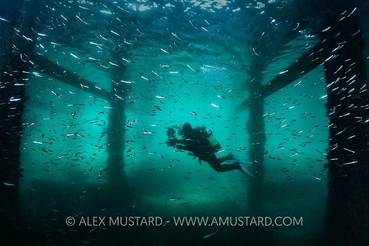 Pier, Diver and Schooling Sandeels, UK