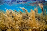 Japweed In Shallows, UK
