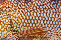 Ballan Wrasse Pattern, UK