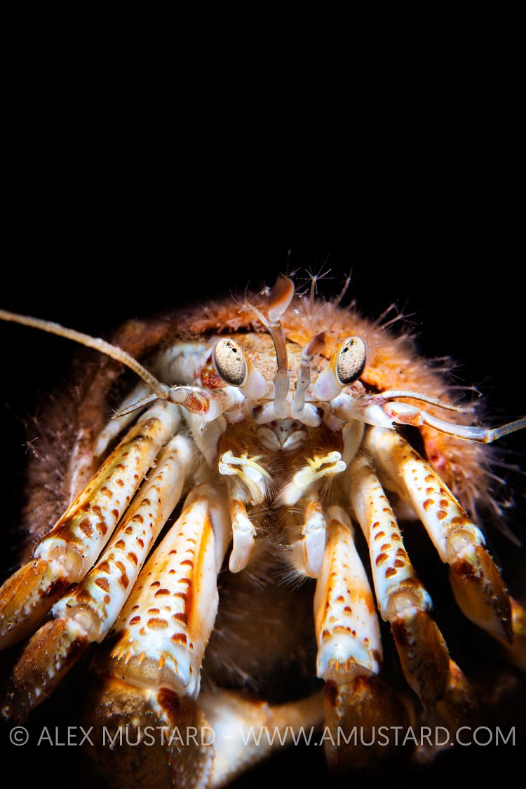 Hermit Crab, UK